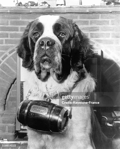 Saint-Bernard portant à son cou un petit baril de Cognac, à Harlow, Royaume-Uni, le 12 janvier 1968.