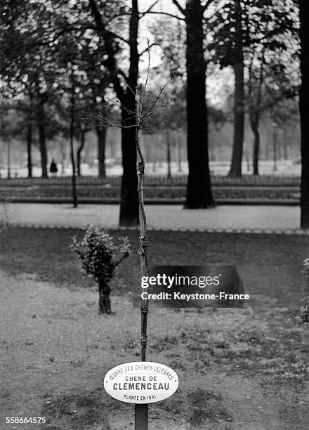 Le chêne de Clémenceau planté par l'Oeuvre des chênes célèbres au Rond-Poit des Champs-Elysées à Paris, France le 22 avril 1931.