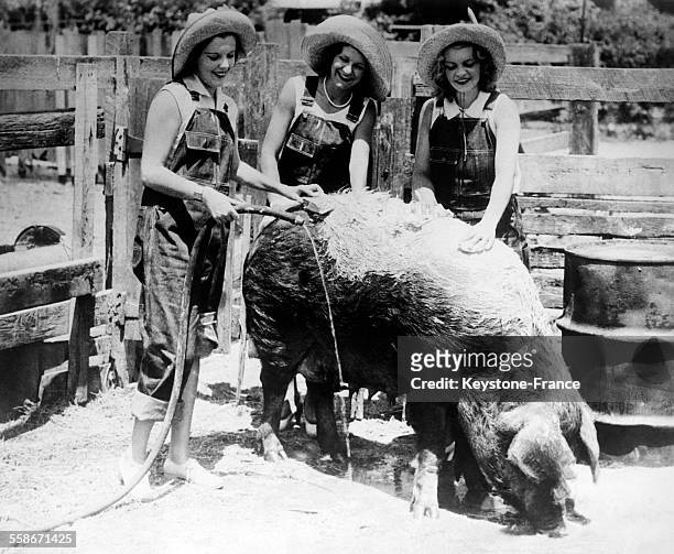Institut de beauté porcine lavant un cochon qui sera exposé à la foire agricole à Los Angeles, Californie, Etats-Unis le 29 août 1931.