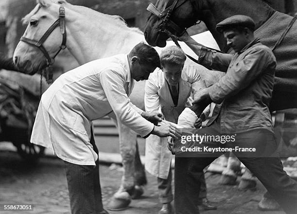 Pansement d'un cheval blessé dans un dispensaire pour animaux à Pantin France le 27 novembre 1931.