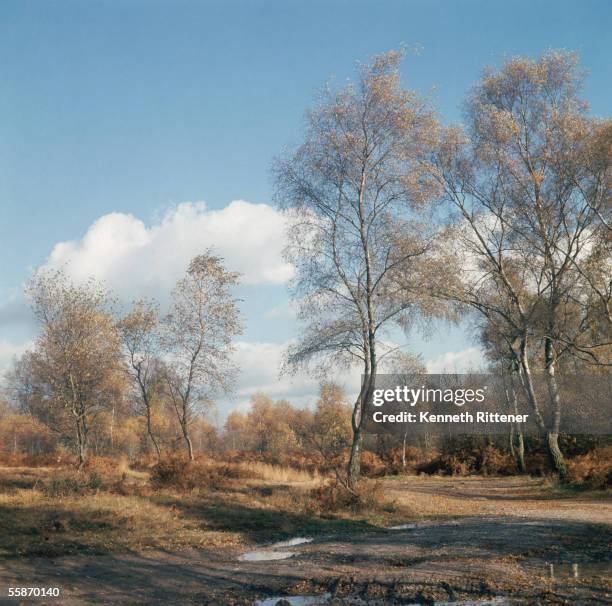 138 Ashdown Forest East Sussex Stock Photos High Res Pictures And 138-ashdown-forest-east-sussex-stock-photos-high-res-pictures-and