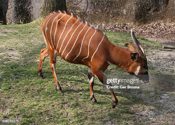 Bongo Serial Images Bongo Massif Photos et images de collection - Getty Images