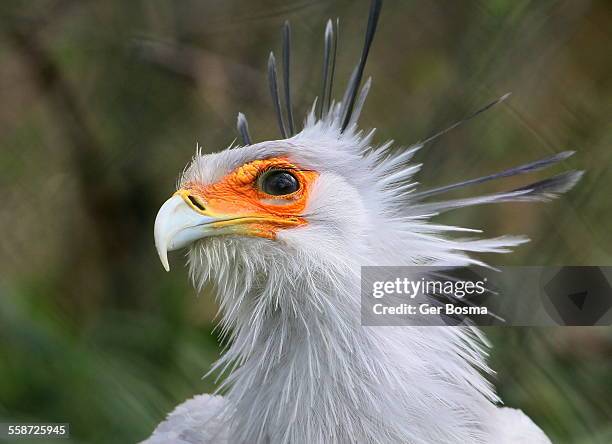 secretary bird portrait - secretarisvogel stockfoto's en -beelden