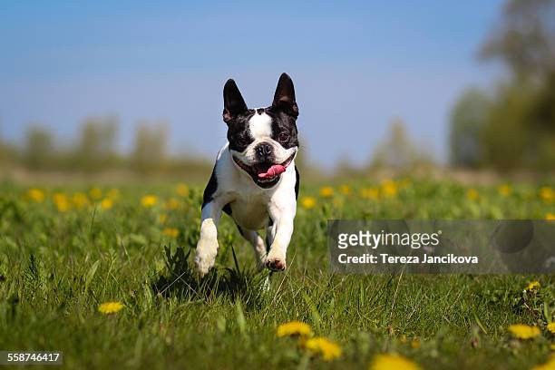 boston terrier dog running over dandelion meadow - boston terrier stockfoto's en -beelden