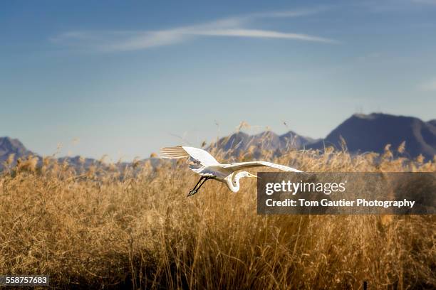 great egret flying by a marsh - clark county nevada stock pictures, royalty-free photos & images