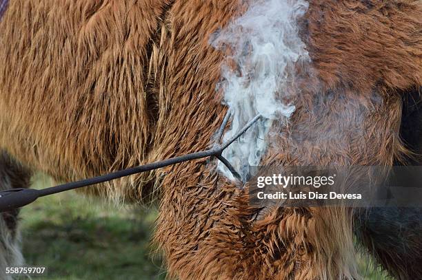 curro de valga (oia) - livestock branding stock pictures, royalty-free photos & images