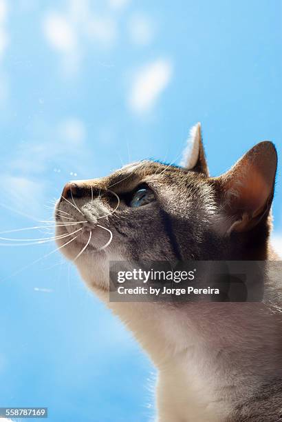 gato e céu azul - céu stock-fotos und bilder