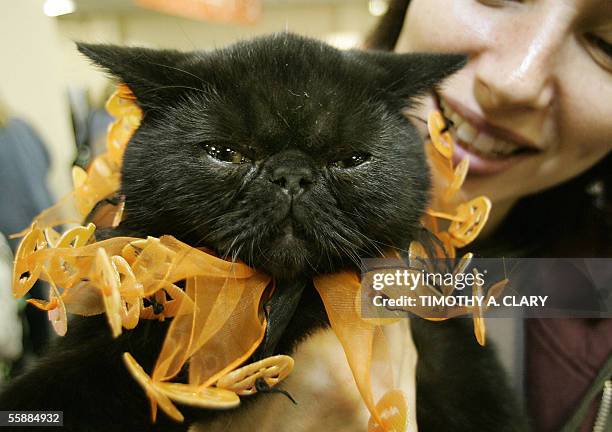 New York, UNITED STATES: Serious Black, an Exotic Shorthair, models a Halloween outfit during the 3rd Annual Cat Fanciers Association-IAMS Cat...