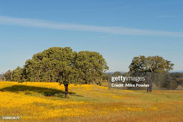 holm oak trees in field of corn marigold - extremadura stockfoto's en -beelden