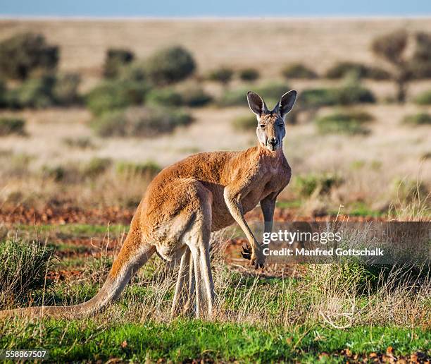 red kangaroo sturt national park - red kangaroo stock pictures, royalty-free photos & images