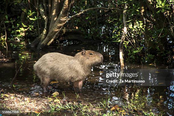 Capybara Island Rio 65 Capybara Rio Stock Photos, High-Res Pictures, and Images - Getty Images