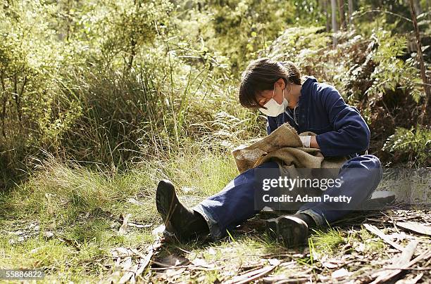 Tasmanian Devil is studied by Billie Lazenby of the Tasmanian Department of Primary Industries, Water and Environment after being captured in the...