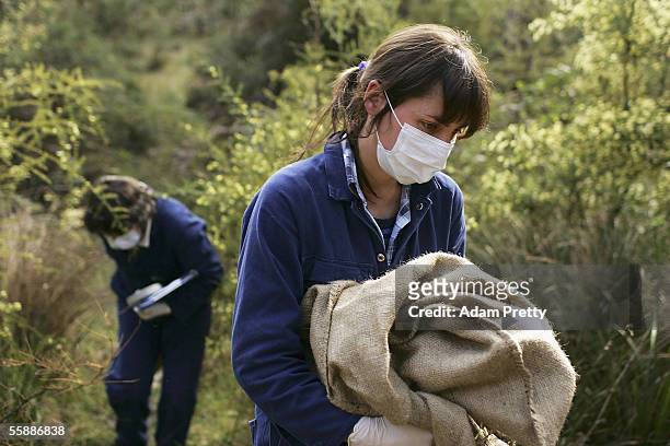 Billie Lazenby of the Tasmanian Department of Primary Industries, Water and Environment carries a diseased Tasmanian Devil in a sack after it was...