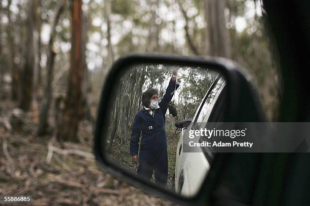 Jean Lazenby throws a lamb carcas back into the 4wd after rubbing it on the ground in order to attract Tasmanian Devils to the bait in the trap,...