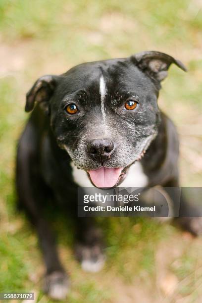 senior pet dog looking up at camera and smiling - staffordshire bull terrier stock pictures, royalty-free photos & images
