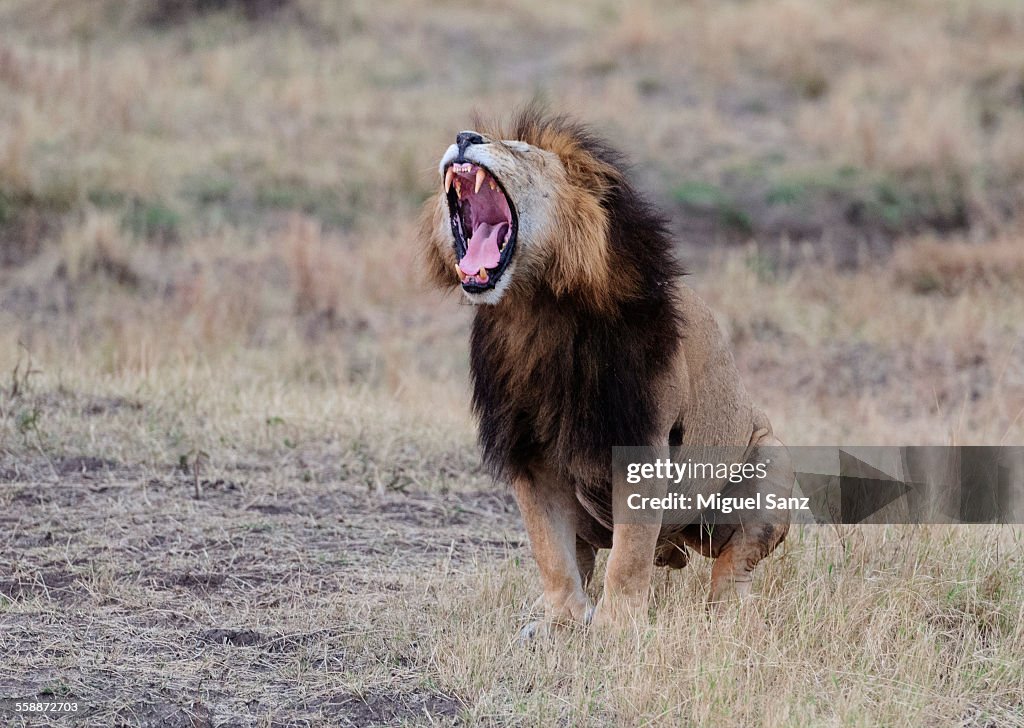 Lion sitting, roaring, Panthera Leo, Masai Mara