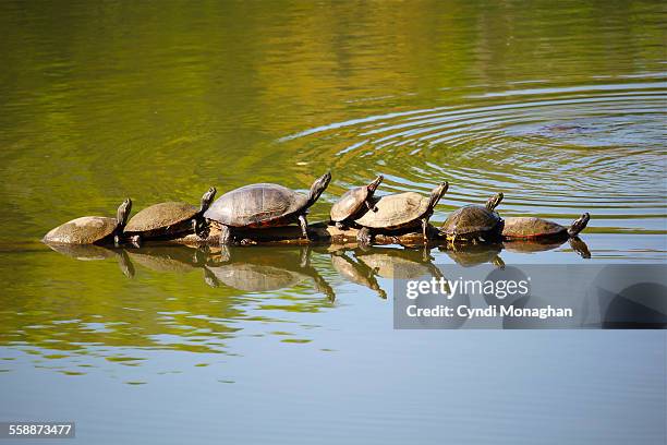 turtles on a log - eastern painted turtle stock pictures, royalty-free photos & images