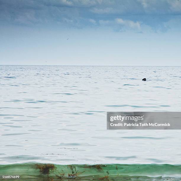 shark fin near shore - basking shark 個照片及圖片檔