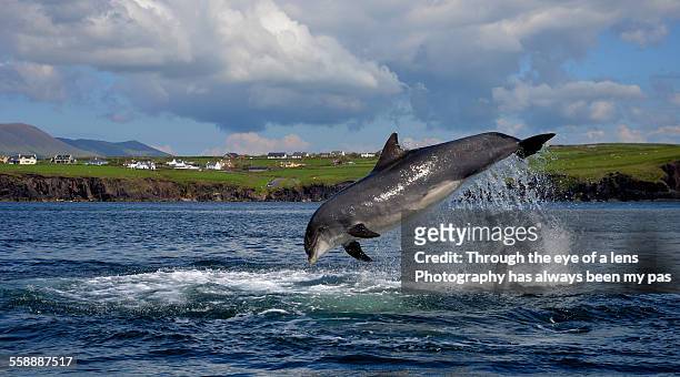 fungie - dingle ireland stock pictures, royalty-free photos & images