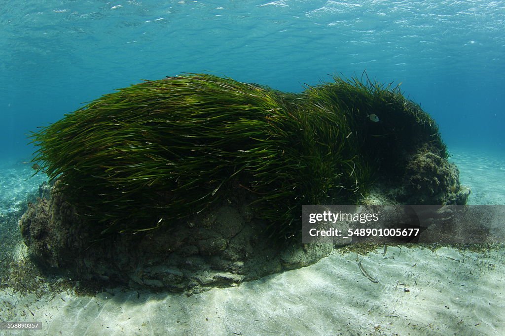 Seagrass