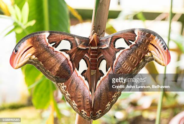 giant atlas moth - mariposa nocturna atlas fotografías e imágenes de stock