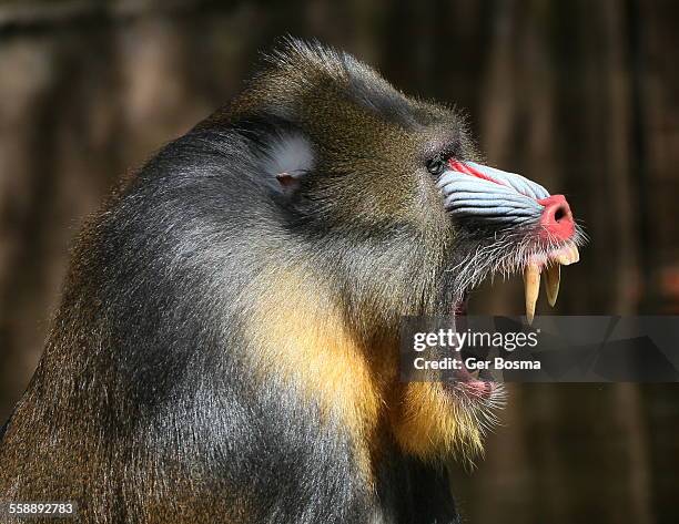 the mandrill sergeant - baboons stock-fotos und bilder