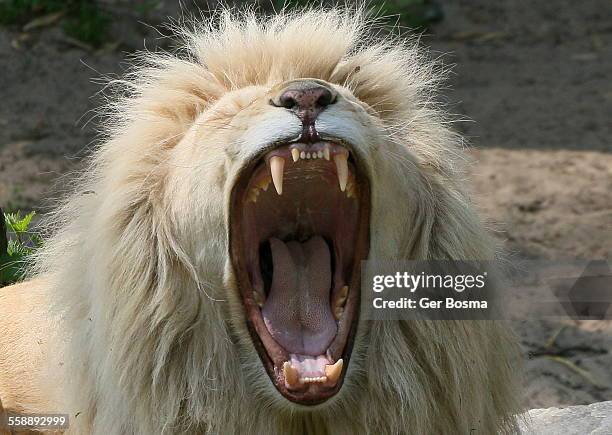 white lion king - white lion 個照片及圖片檔