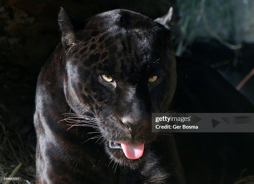 Menacing Black Jaguar Eyes