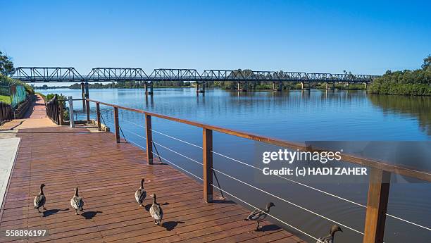 ducks at manning river - taree stock pictures, royalty-free photos & images