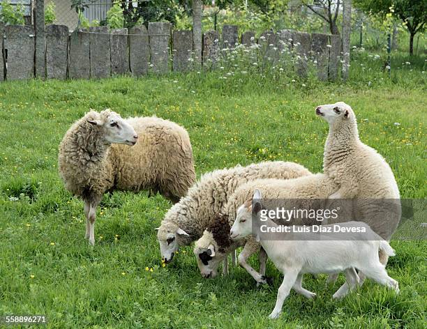 flock of sheep in vilagarcia de arousa - flehmen behaviour stock pictures, royalty-free photos & images