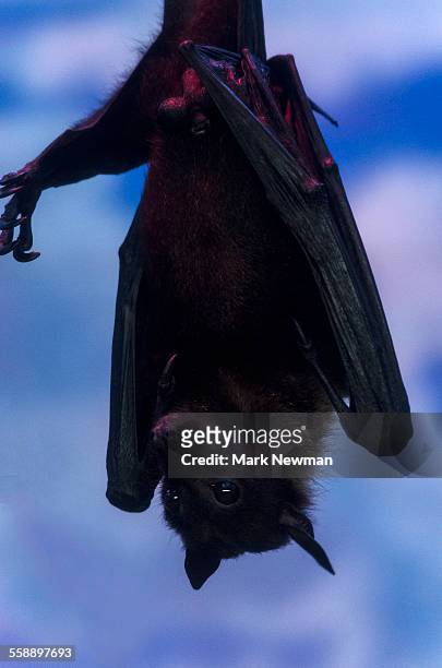indian flying fox bat - pteropus giganteus stock pictures, royalty-free photos & images