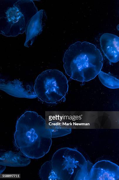 moon jelly - medusa común fotografías e imágenes de stock