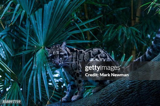 Clouded Leopard Clouded Leopard