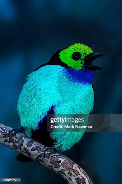 paradise tanager - paradise tanager stock pictures, royalty-free photos & images