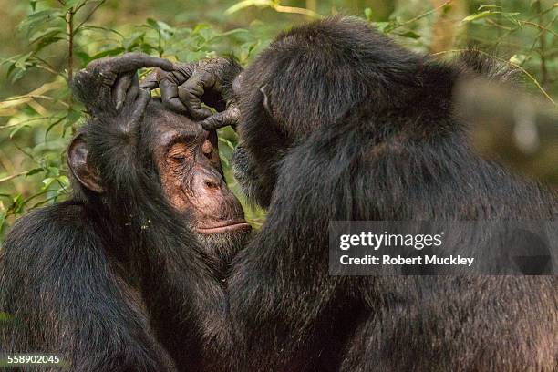 chimpanzee grooming - schimpansen gattung stock-fotos und bilder