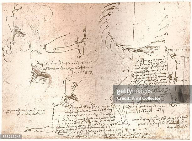 Sketches illustrating the theory of the proportions of the human figure, c1472-c1519 . From The Literary Works of Leonardo Da Vinci, Vol. 1 by Jean...
