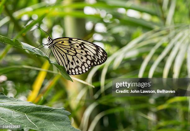 tree nymph butterfly (idea malabarica) - malabarica stock pictures, royalty-free photos & images