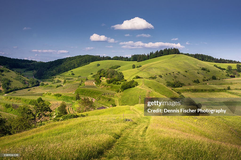 Kaiserstuhl Summer Landscape