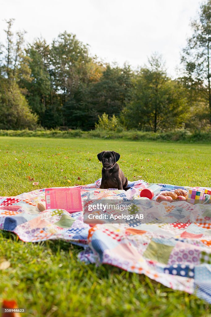 Black puppy on picnic blanket in forest