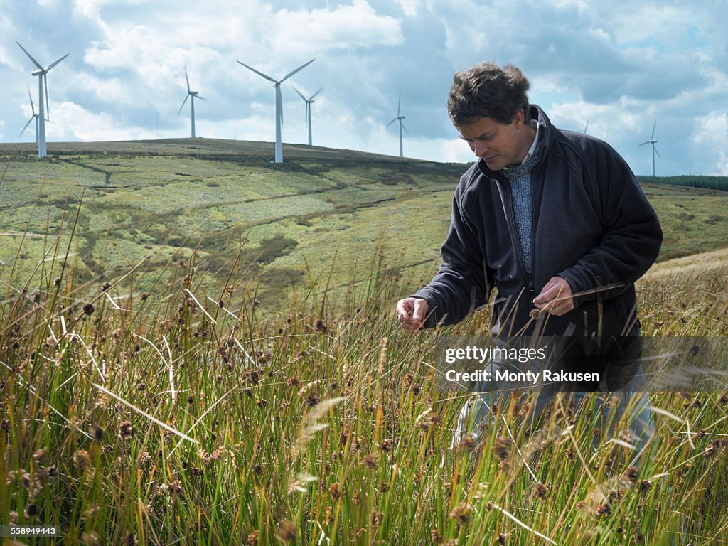 Ecologist inspecting grass on windfarm