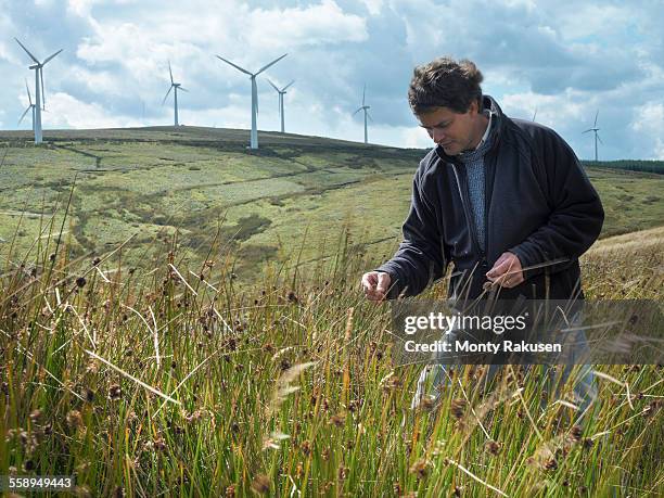 ecologist inspecting grass on windfarm - ecologist stock pictures, royalty-free photos & images