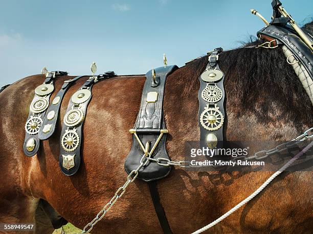 close up of shire horse with brasses in english country show - shire horse stock pictures, royalty-free photos & images