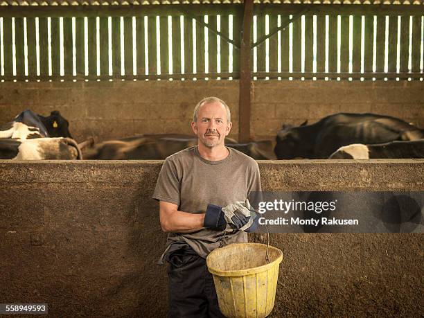 farmer feeding cows in barn, portrait - daily bucket ストックフォトと画像