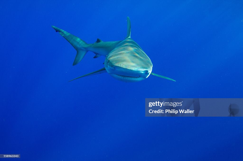 Underwater view of shark swimming in sea, Hawaii, USA