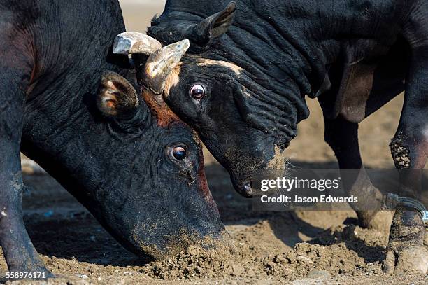 a pair of large brahman bull heads collide and lock horns during a traditional bull fight. - bull butting stock pictures, royalty-free photos & images