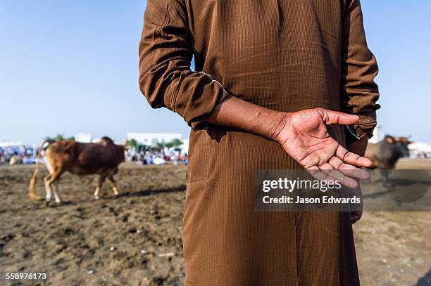 an official uses a wooden cane to ensure brahman bulls do not become entangled in their ropes. - bull butting stock pictures, royalty-free photos & images