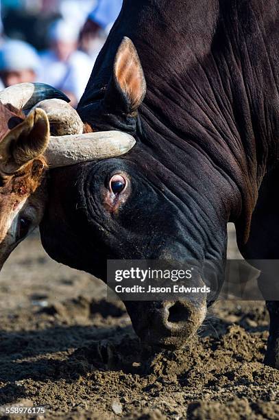 a pair of large brahman bull heads collide and lock horns during a traditional bull fight. - bull butting stock pictures, royalty-free photos & images