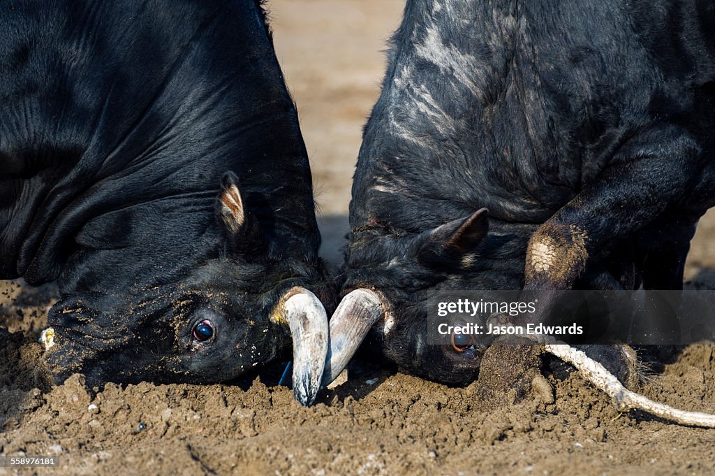 A pair of enormous Brahman bulls lock horns in a battle of strength and stamina.