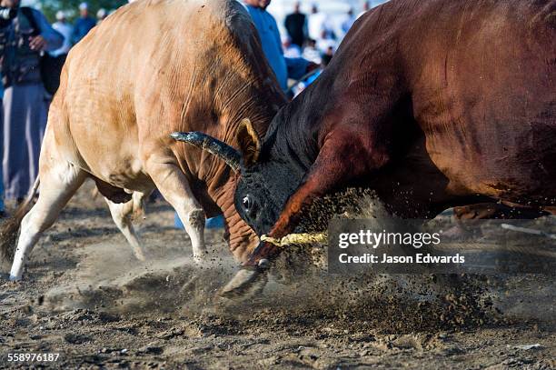 a pair of enormous brahman bulls lock horns in a battle of strength and stamina. - bull butting stock pictures, royalty-free photos & images