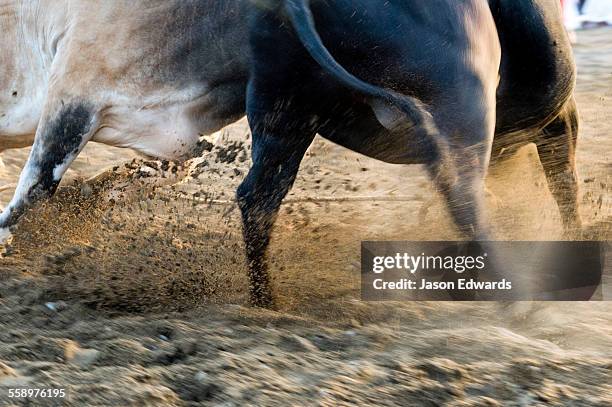 a pair of enormous brahman bulls lock horns in a battle of strength and stamina. - bull butting stock pictures, royalty-free photos & images